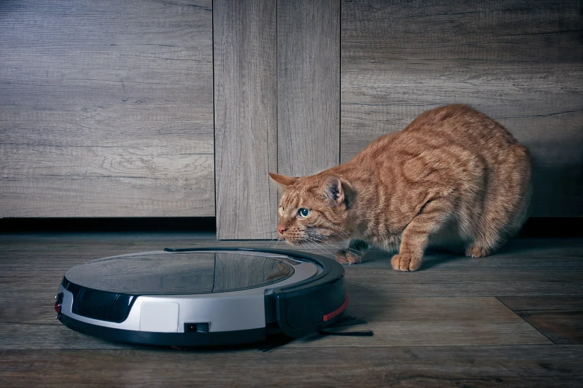 Рыжий кот в пылесосе