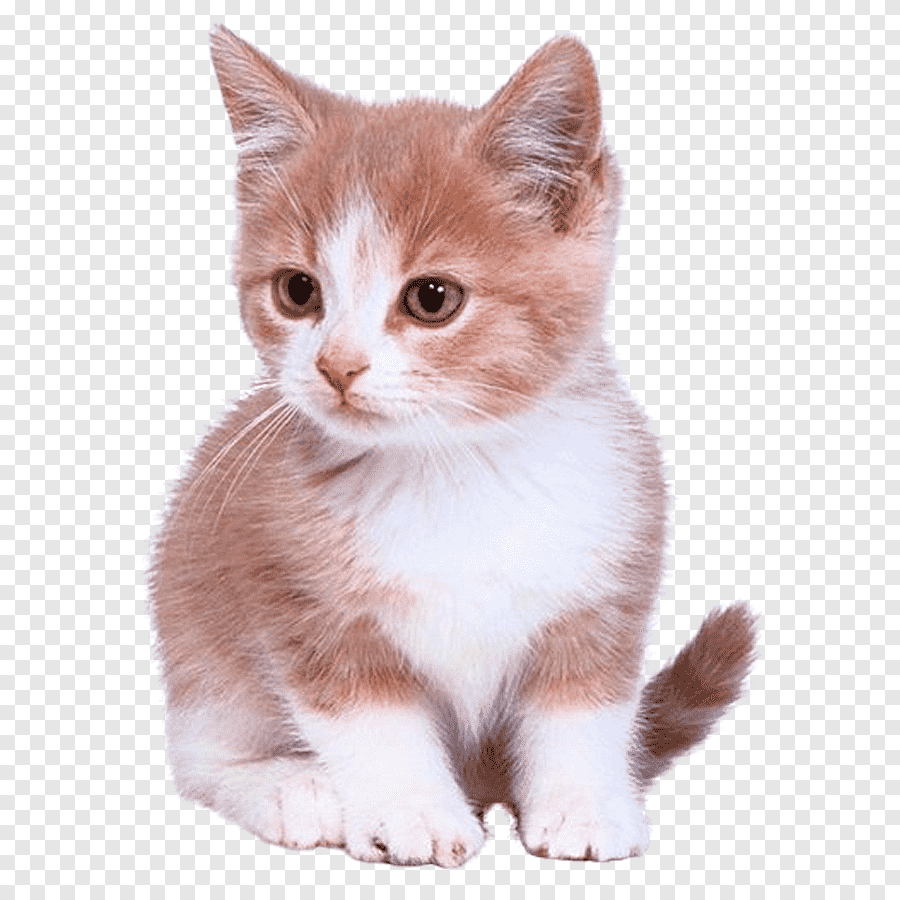 Котенок на прозрачном фоне