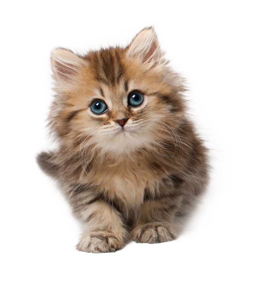 Пушистые котята