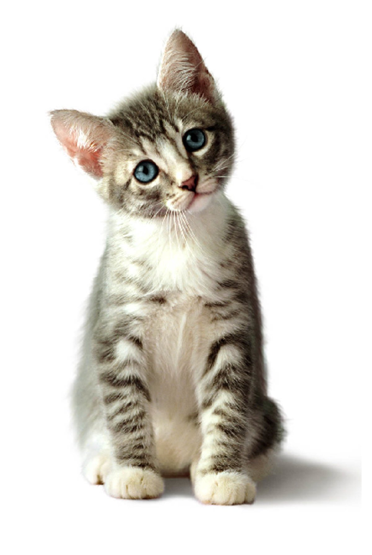 Котенок на белом фоне