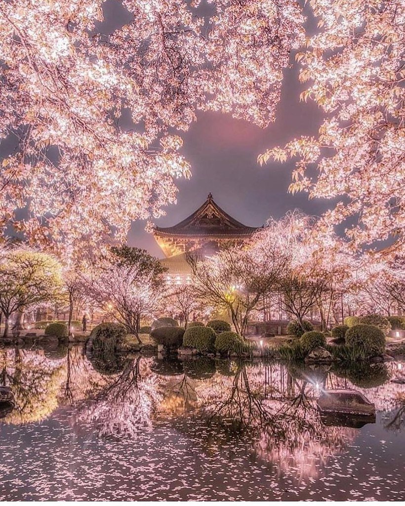 Киото цветение Сакуры