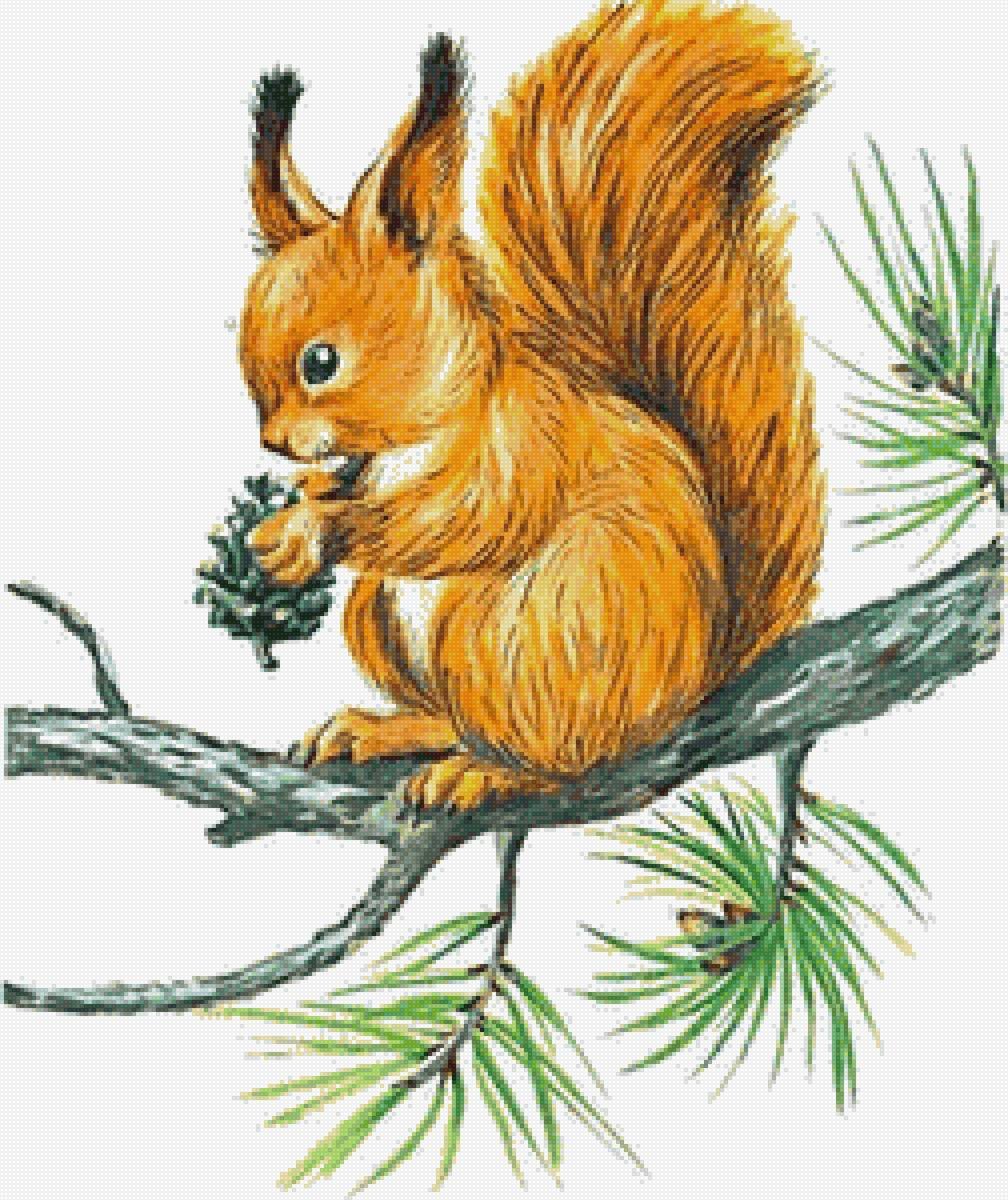 Белочка рисунок для детей