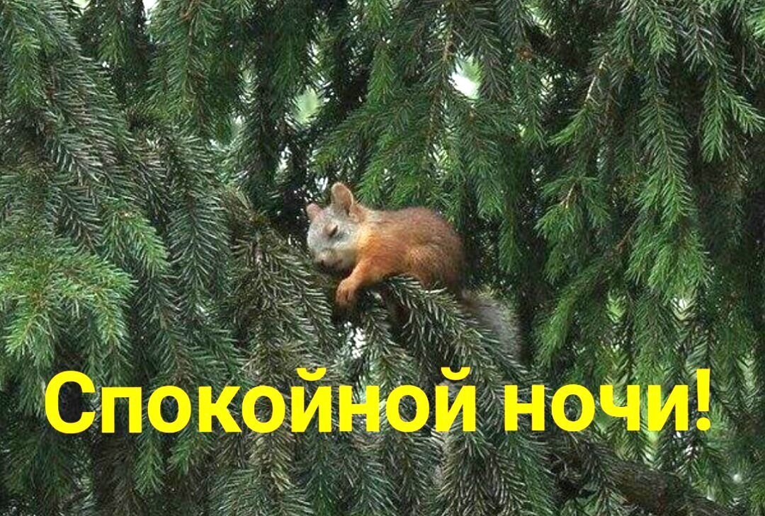 Пожелания спокойной ночи