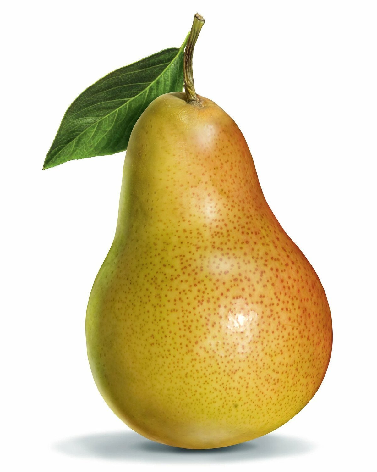 Груша Джеведжи