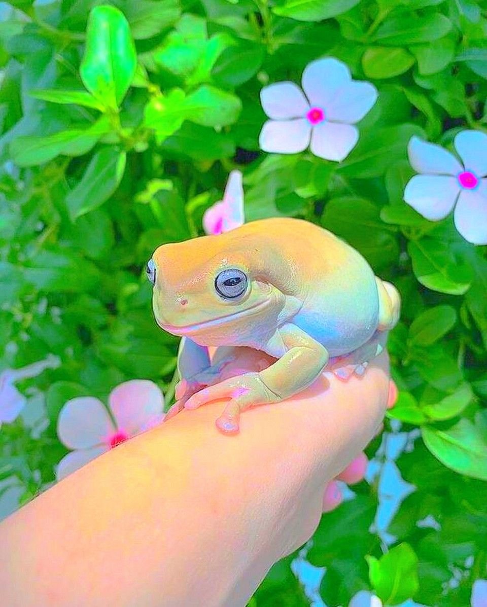 Лягушка арт милый