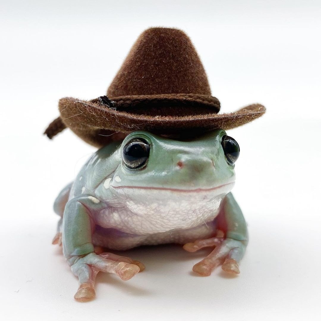 Лягушка квакша Эстетика