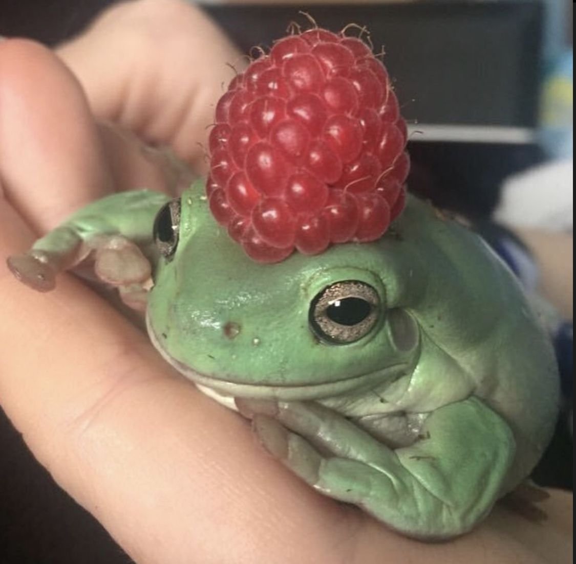 Милые рисуночки лягушек