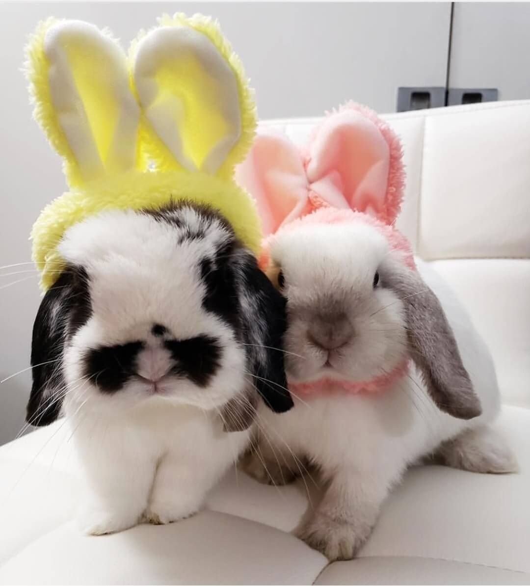 Кролик Эстетика