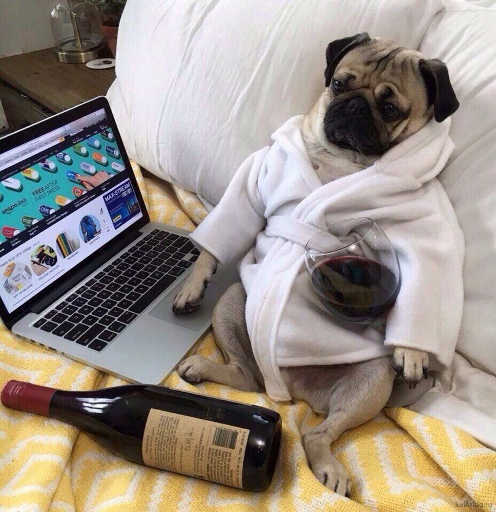 Собака отдыхает