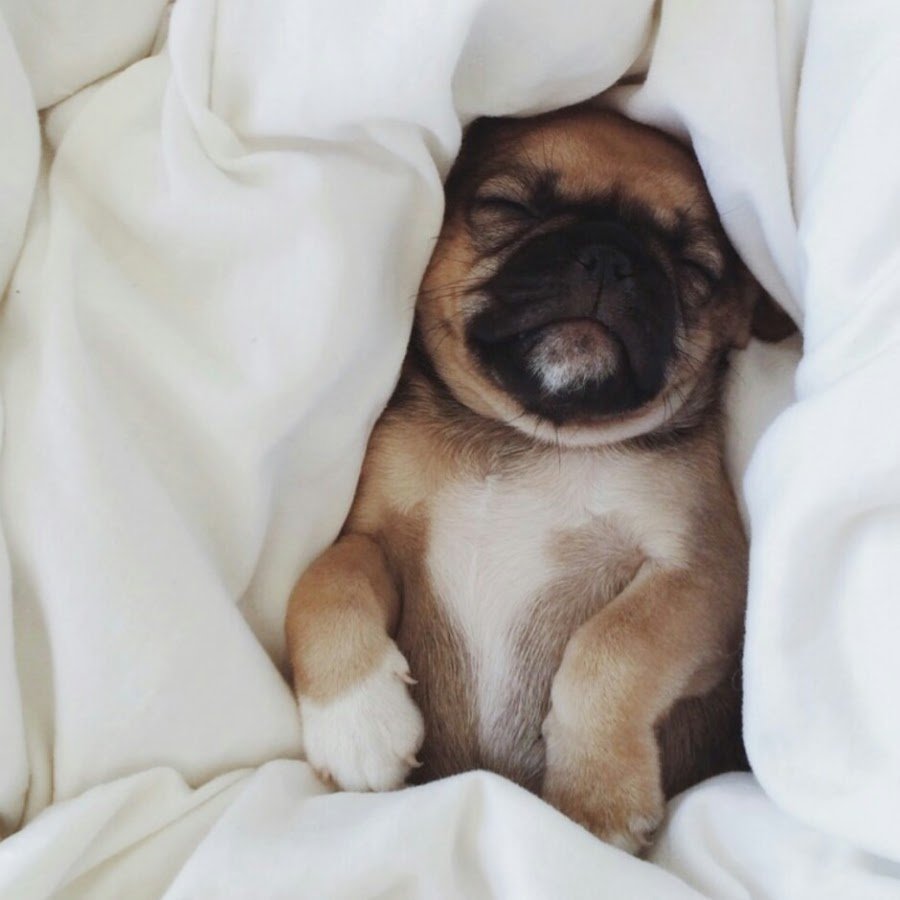 Щенок проснулся