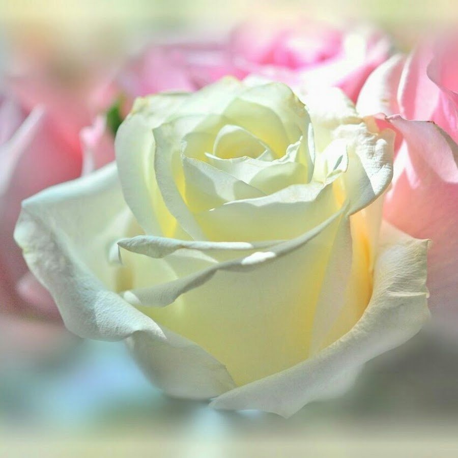 Нежные пионы