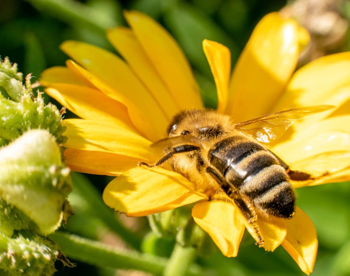 Пчёлка на цветке