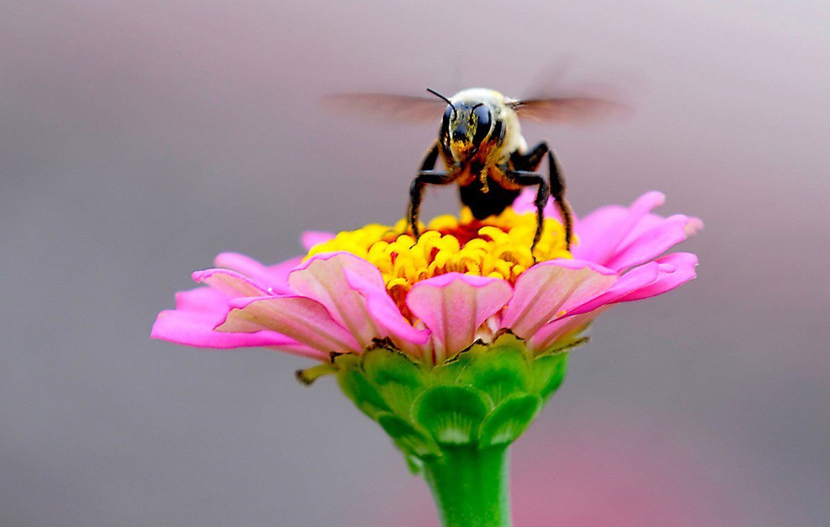 Пчела на цветке