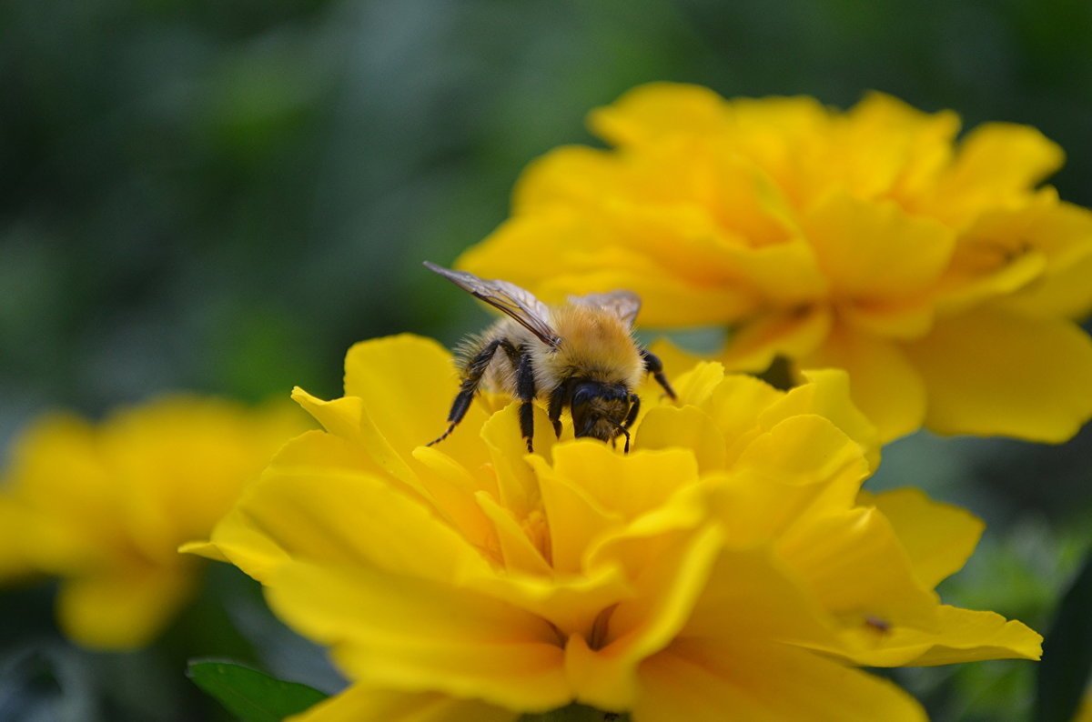 Пчёлка на цветке
