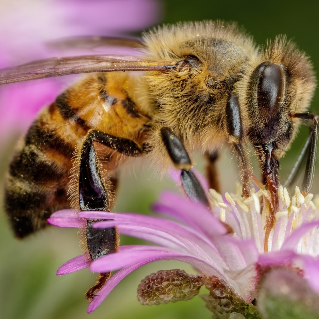 Пчела макро