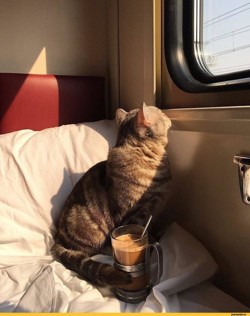 Плед с кошками