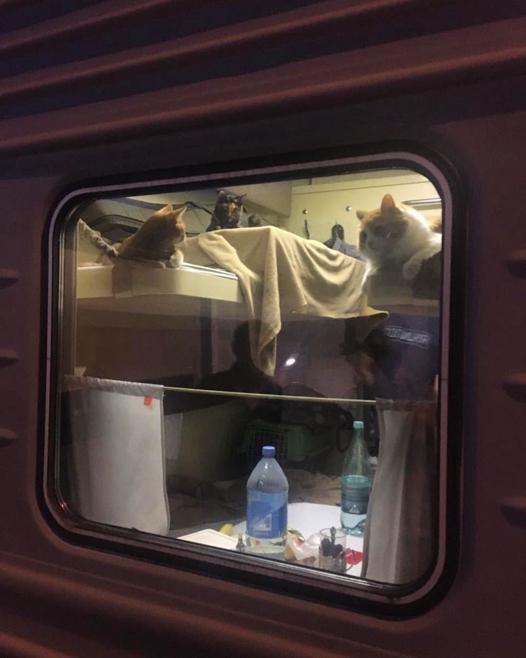 Парень спит в поезде