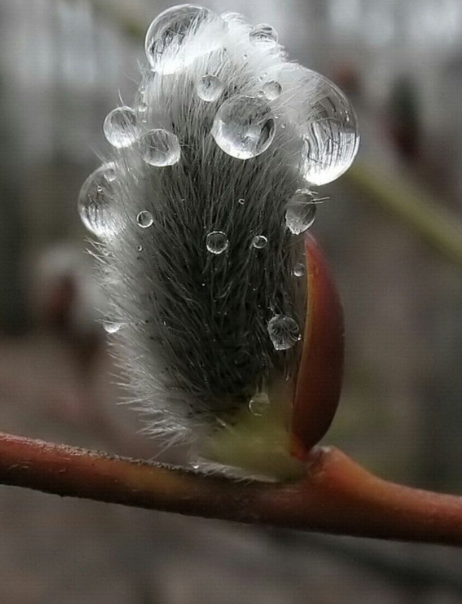 Дождливая Весна