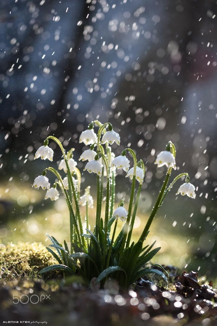 Весна капель