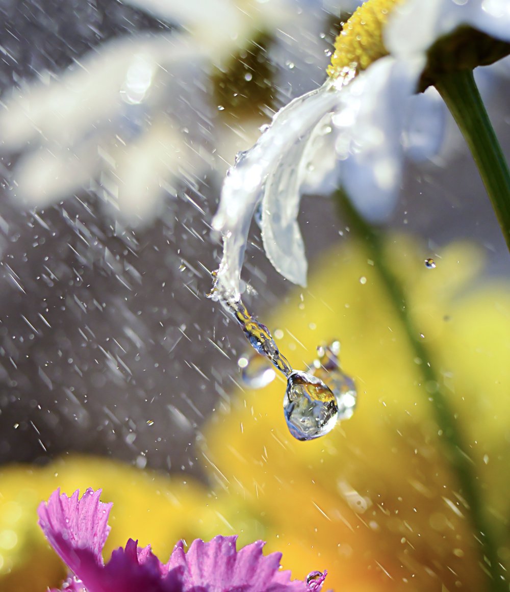 Дождливая Весна