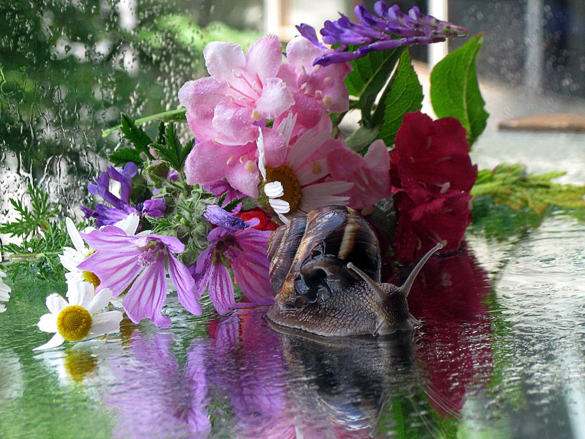 Летний дождь за окном