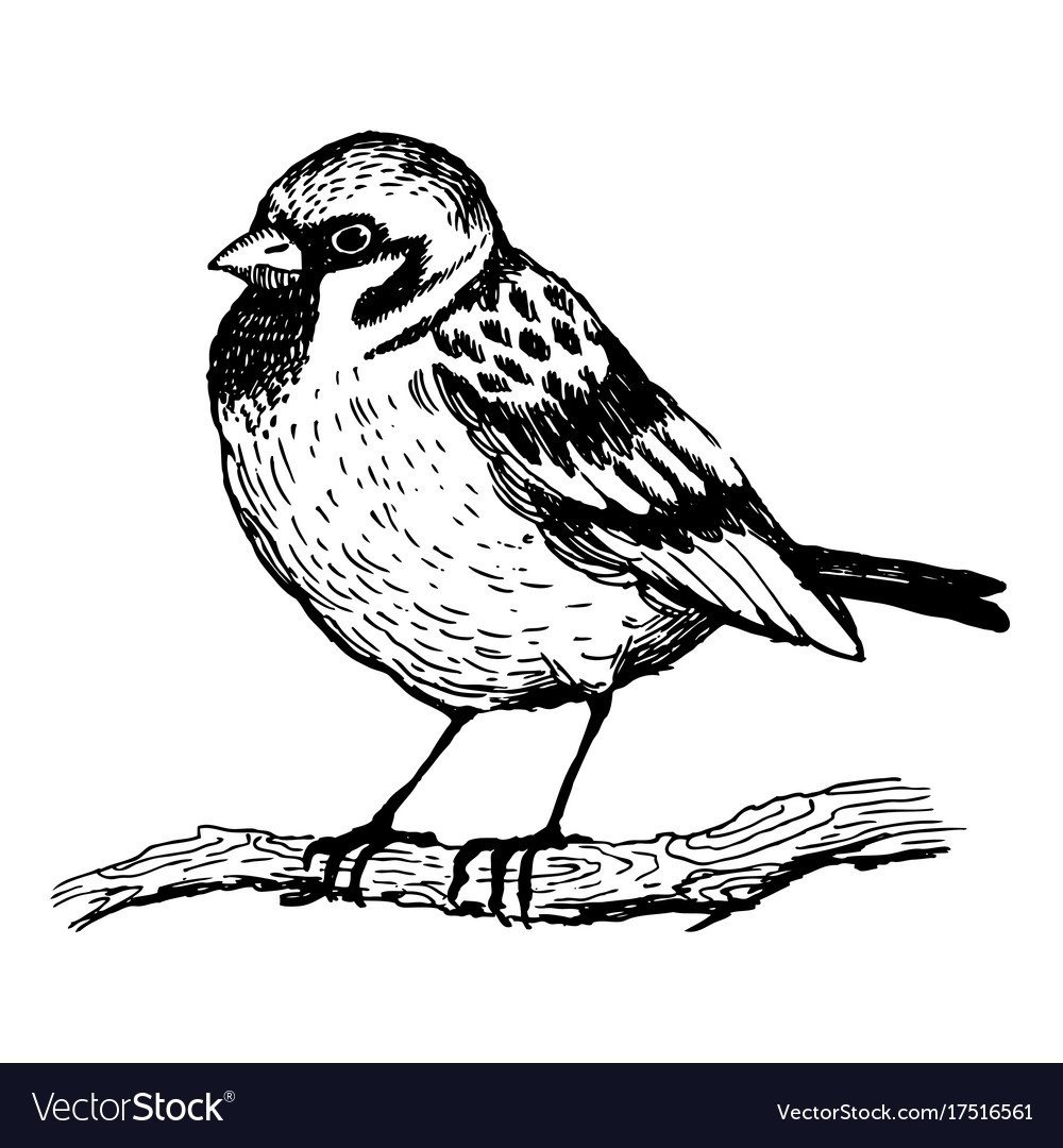 Разукрашки зимующие птицы Воробей