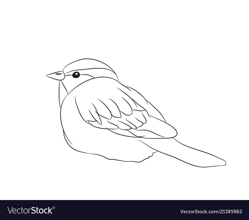 Воробей раскраска для детей