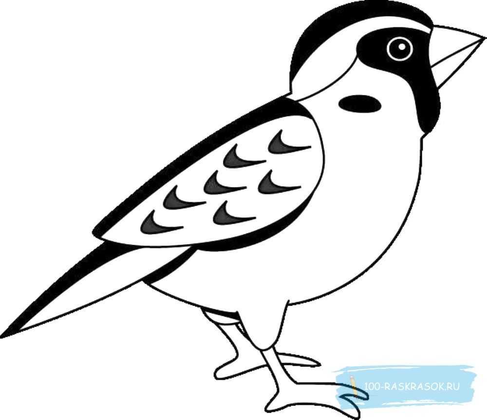 Раскраска зимующей птицы синичка для детей
