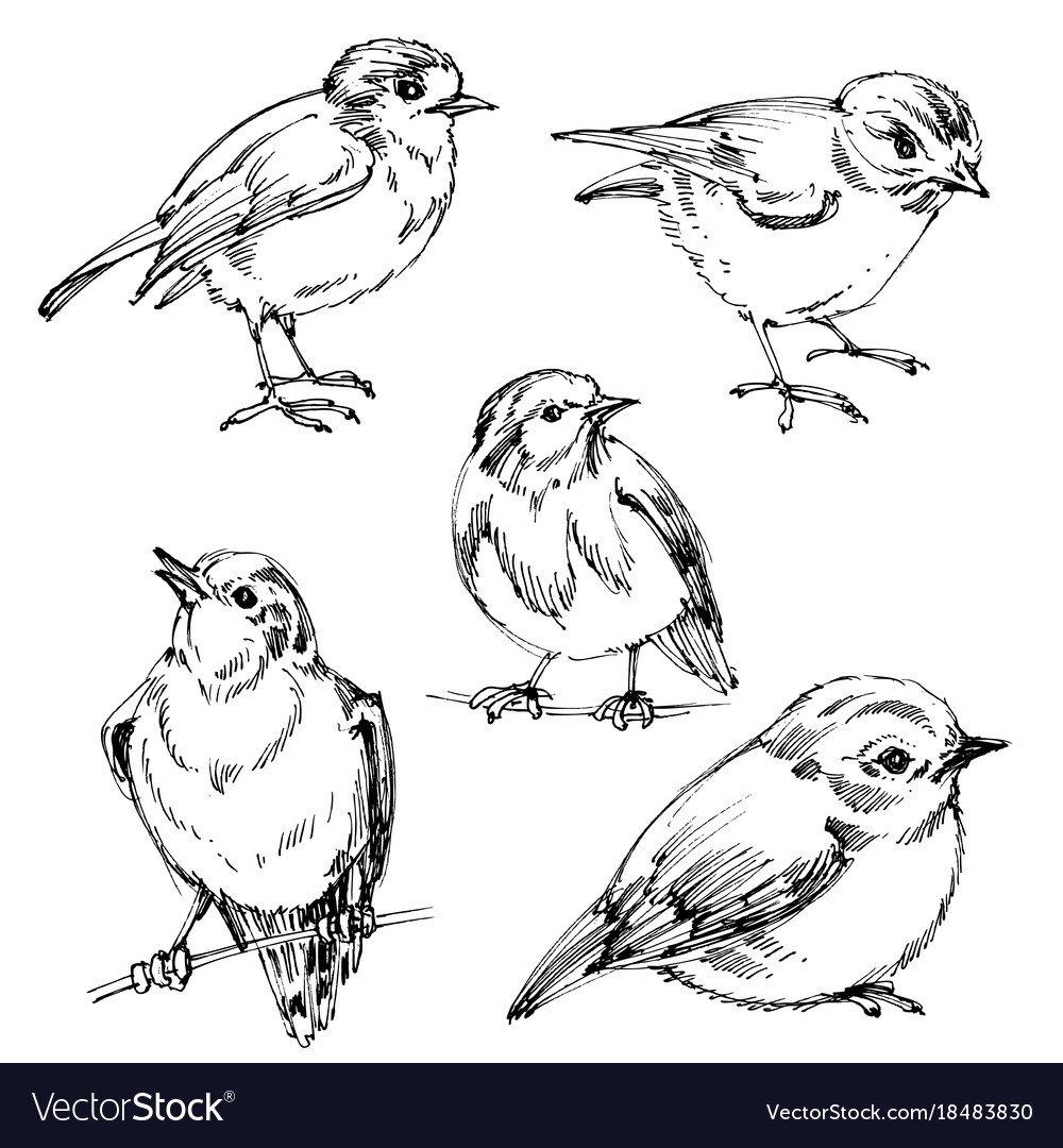 Раскраска зимующие птицы для детей 6-7 лет