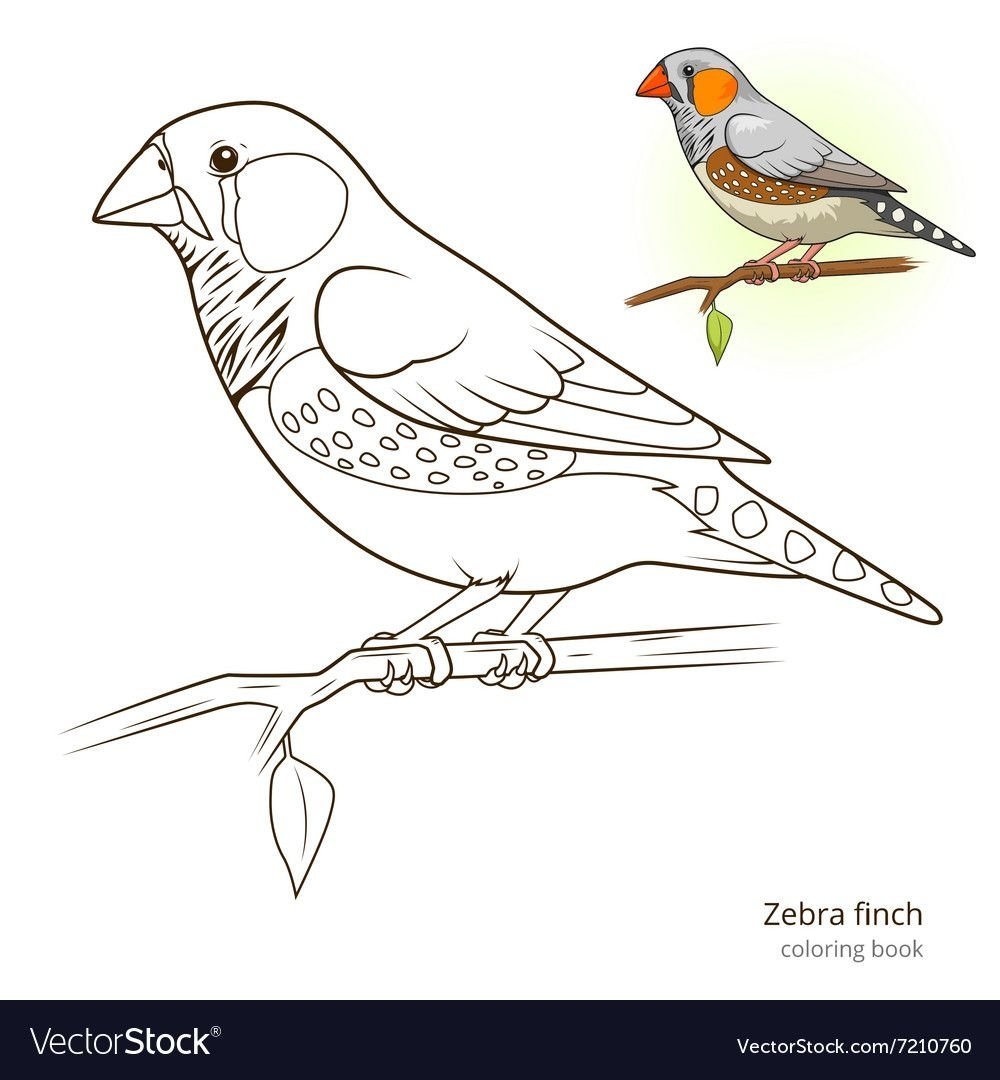 What Colour is the Sparrow