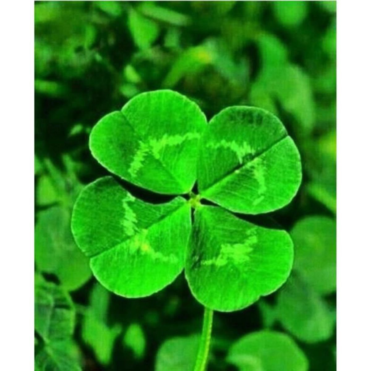 Клевер четырехлистник