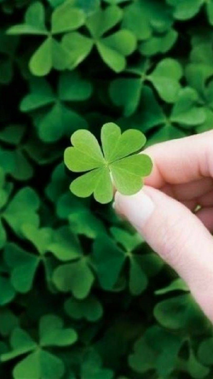 Четырехлистный Клевер Эстетика