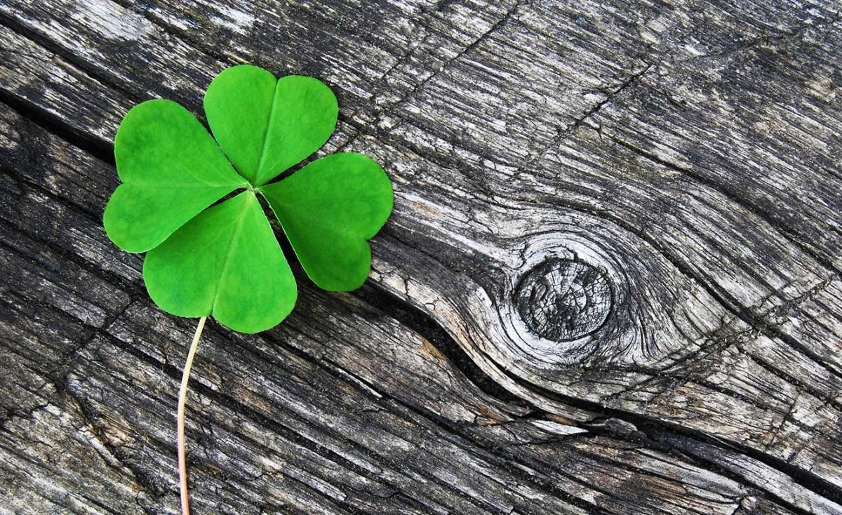 Зеленый Клевер четырехлистный