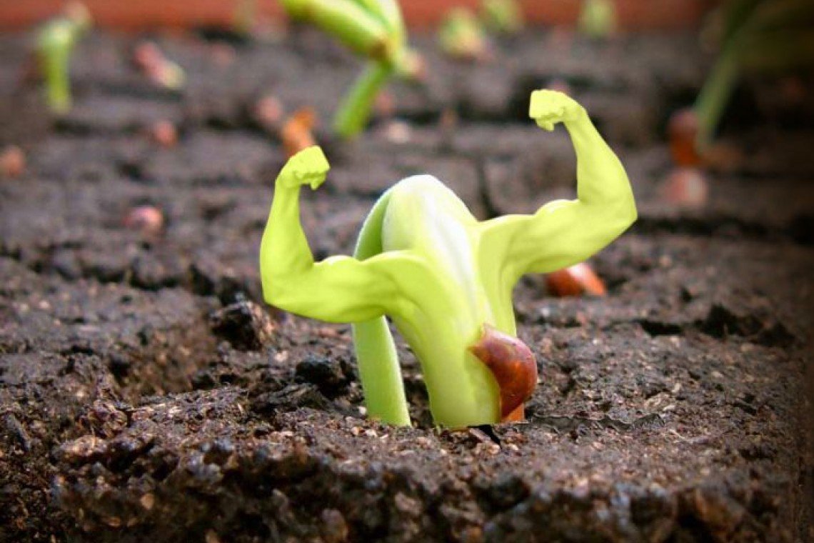 Необычные ростки цветов