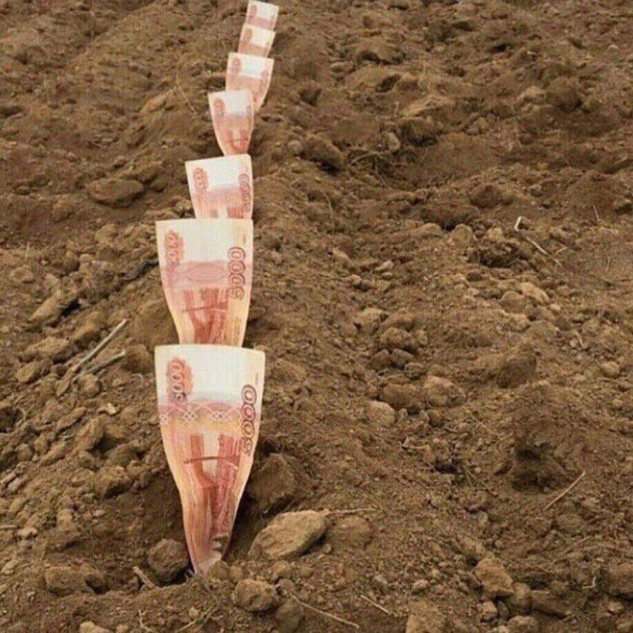 Коты в горшках с рассадой