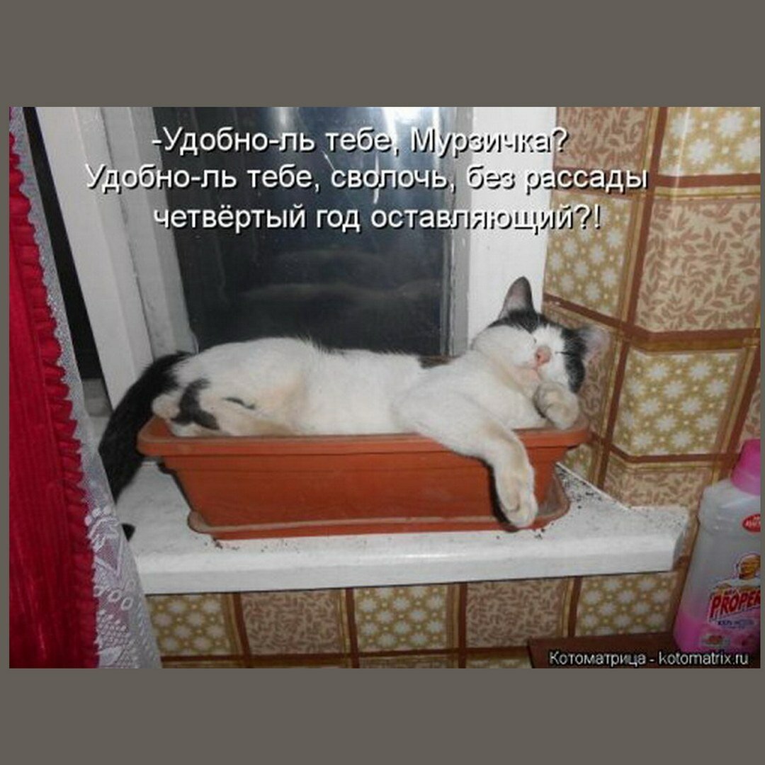 Смешные коты на огороде