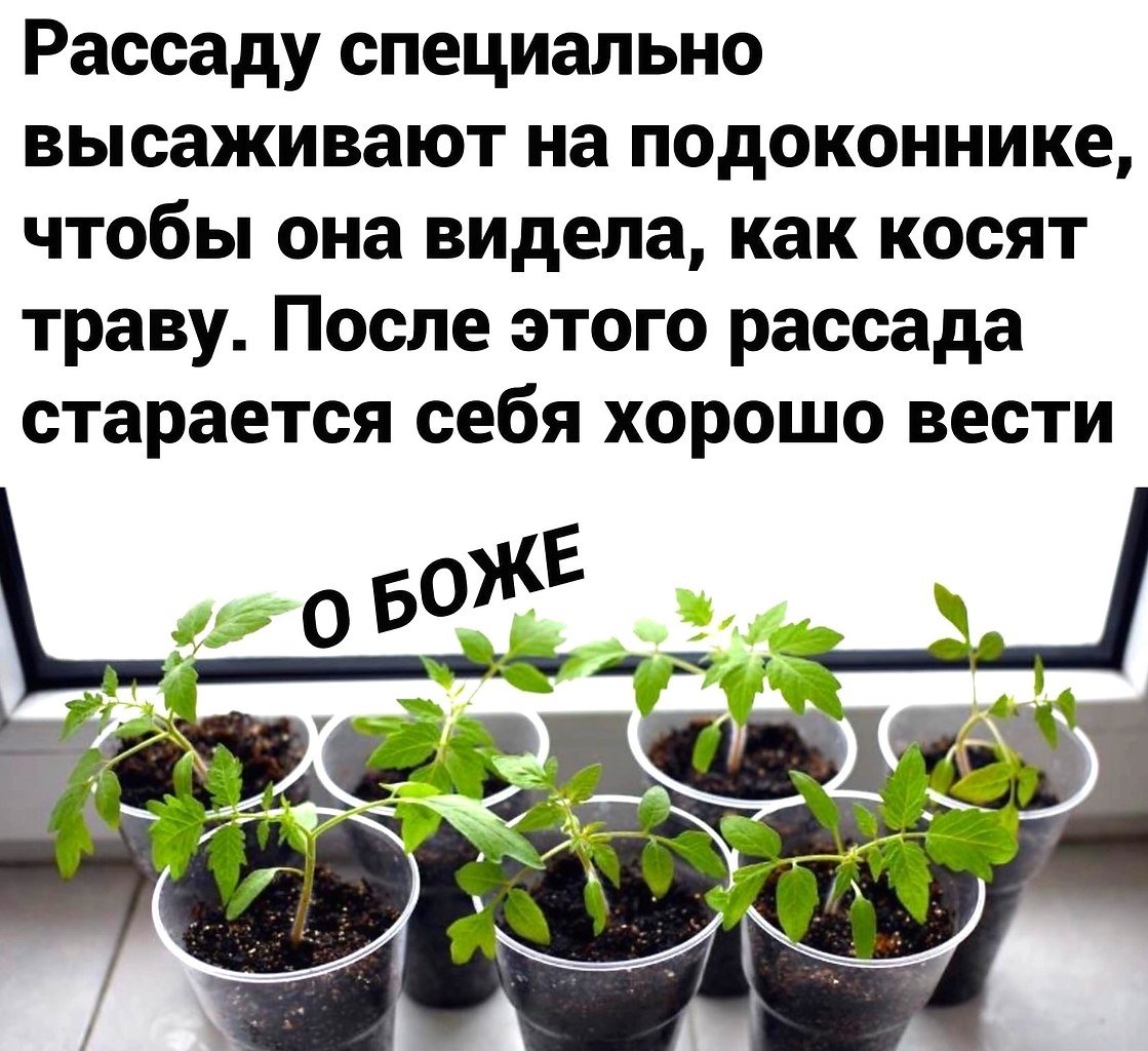 Рассада на подоконнике