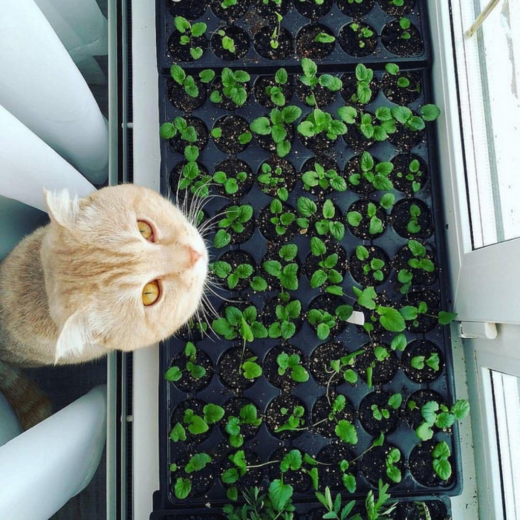 Дачник карикатура