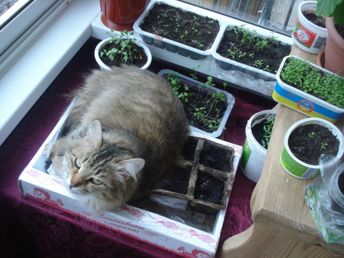 Прикольная рассада