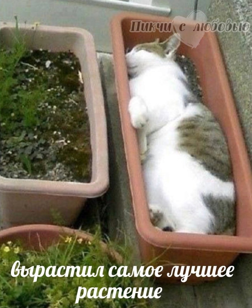 Рассада юмор