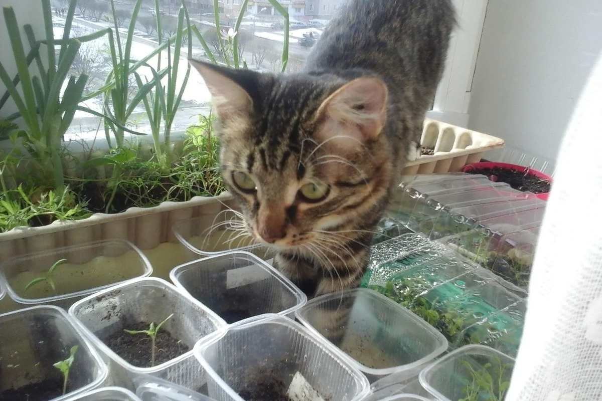 Кот и рассада