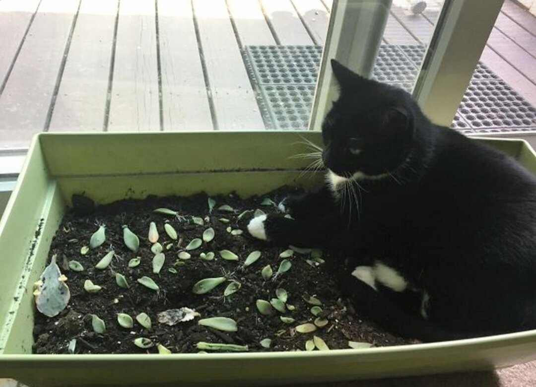 Кот и рассада