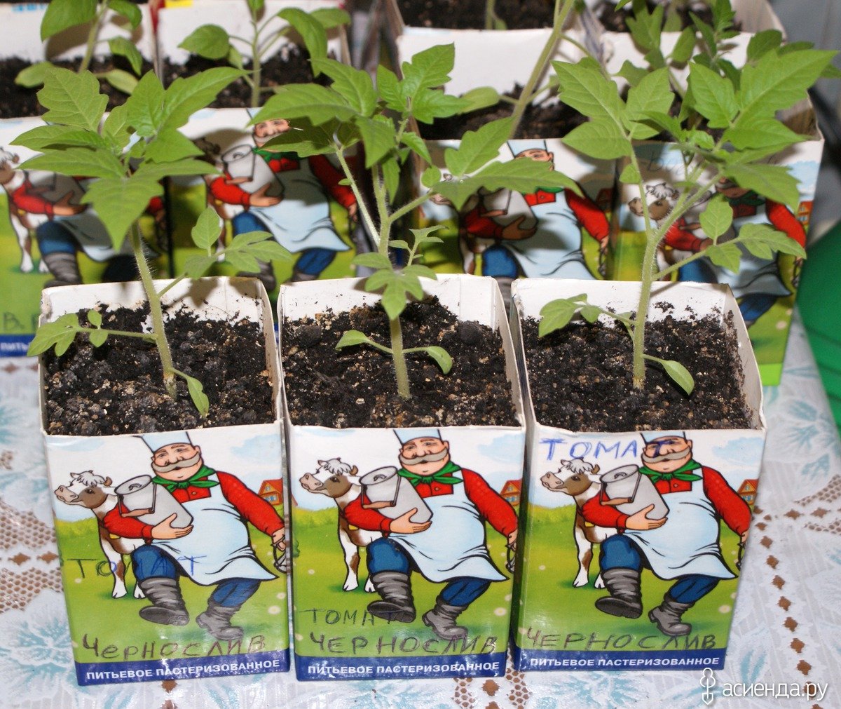 Огурцы юмор