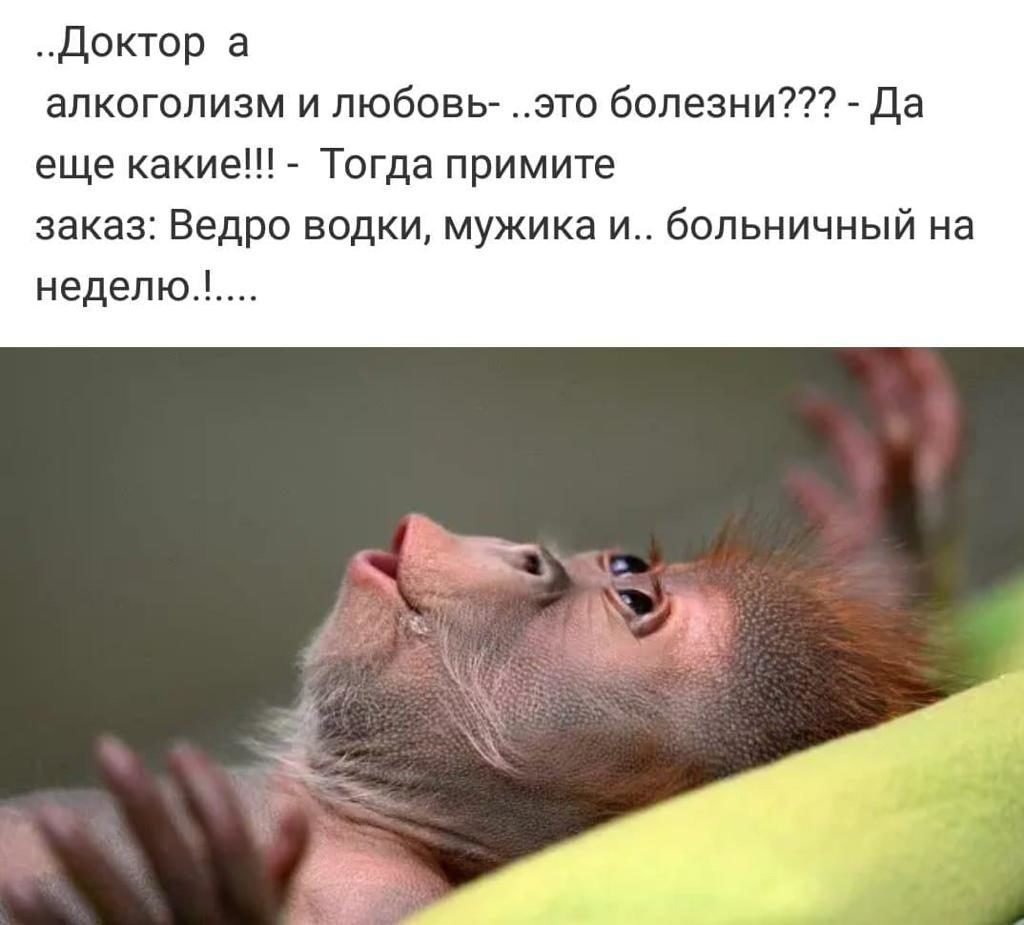 Сова медитирует