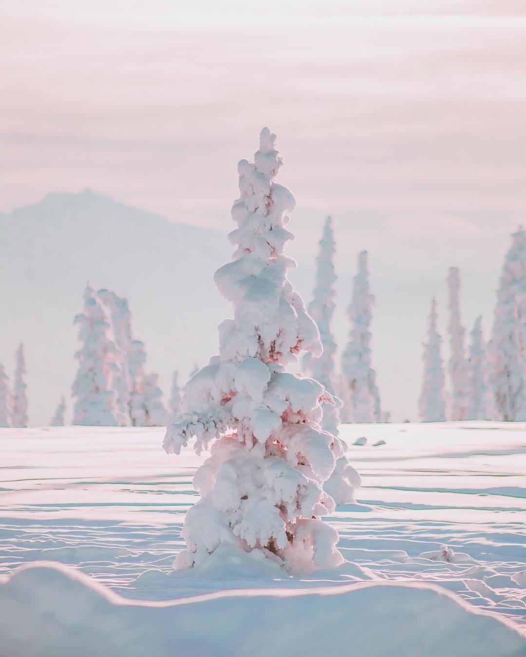 Нежная зима