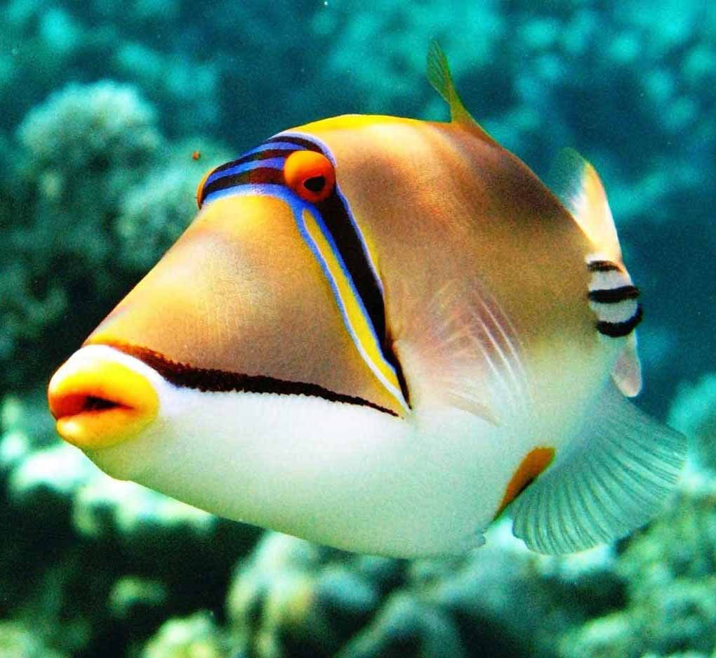 Сине желтая рыба