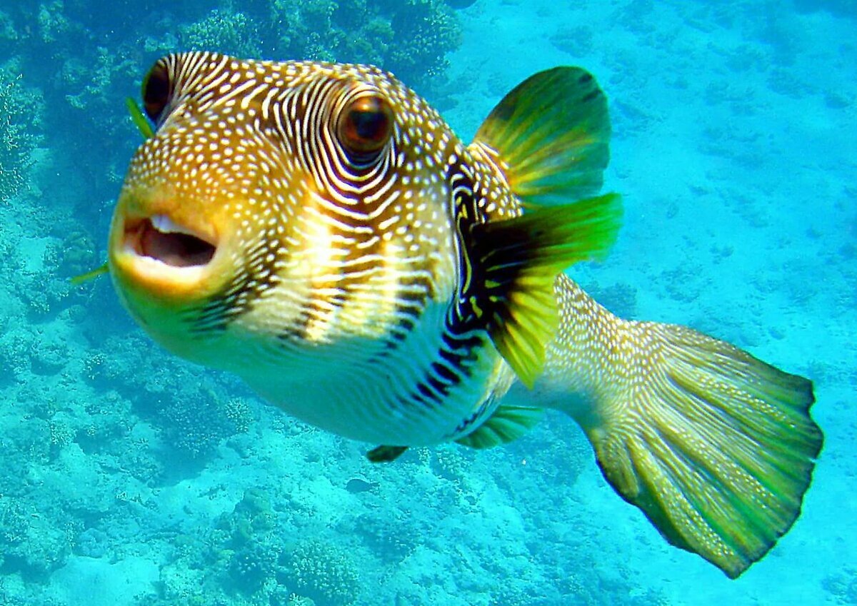 Красивые экзотические рыбы