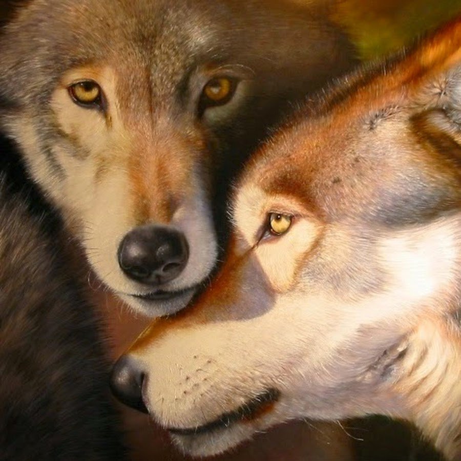 Волки преданность