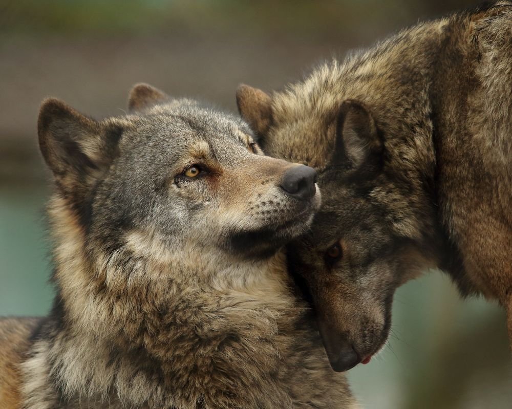 Влюбленная пара Волков