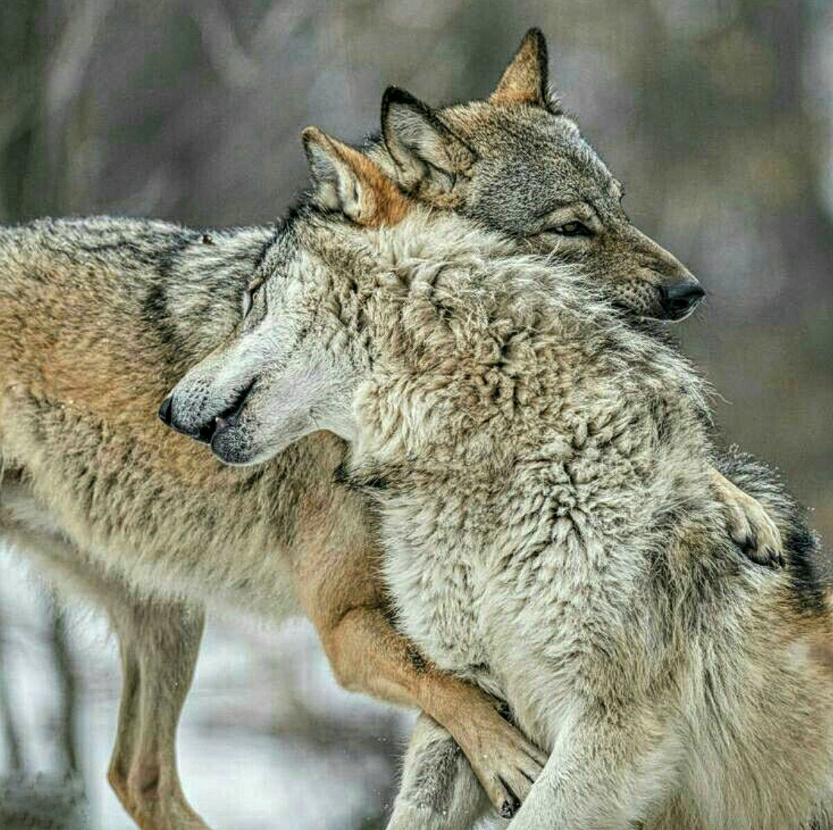 Любовь Волков